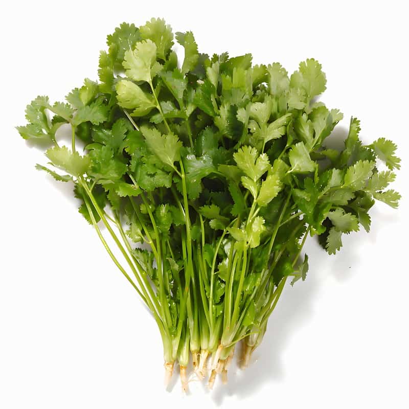 净菜加工蔬菜配送合同书